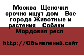Москва! Щеночки срочно ищут дом - Все города Животные и растения » Собаки   . Мордовия респ.